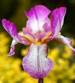 Fioravanti Fiori, foto 10