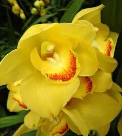 Fioravanti Fiori, foto 6