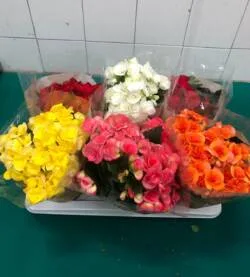 Fioravanti Fiori, foto 7
