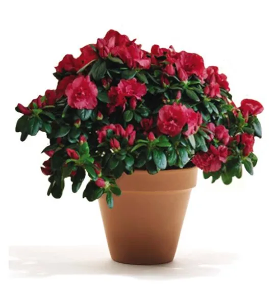 Fioravanti Fiori, foto 11